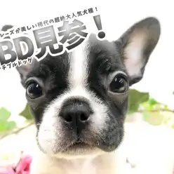 【 フレンチ・ブルドッグ 】一本ブレーズが美しい稀代の超絶大人気犬種！パイド・小さめ・最高ルックス！ 相模大塚店No.814486