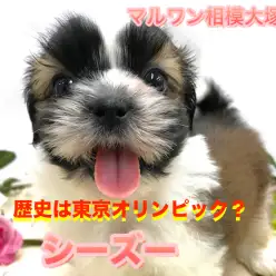 【 シーズー 】ホワイト＆ゴールドの温厚ワンコがやってきた！相模大塚店No.814487