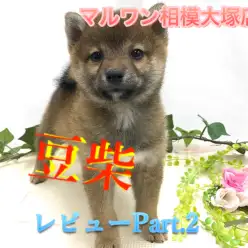 【 豆柴 】超小型犬!生後73日で体重は極小の1kg! ・耳掃除・爪切り・ブラッシング・マルワン塾！相模大塚店 No.814485