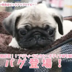 【 パグ 】争奪戦必至！！フォーンカラーのプリティーなセクシーボディで皆を魅了！ 梅島店No.119130