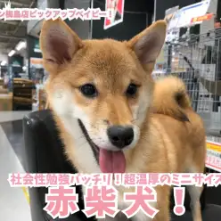 【 おりこう柴犬 】社会性勉強バッチリ！超温厚のミニサイズ柴犬！梅島店No.119121
