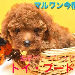 【小さめ トイ・プードル】生後56日で体重611g!タイニーサイズ予想のからあげプーがやってきた!今宿店NO.120137
