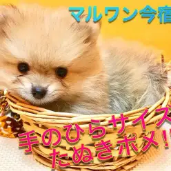【 たぬきポメラニアン 】生後55日で542g!小さめ・マズル短めのおっとりベイビー♪今宿店NO.120136