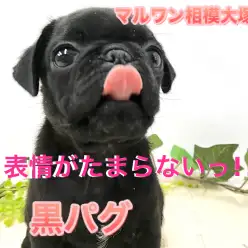 【 黒パグ 】笑顔の花を咲かせましょう!表情豊かなコメディアンガール！相模大塚店No.814488