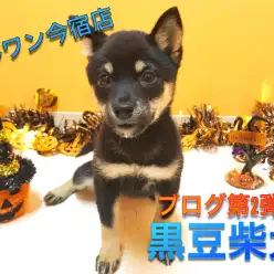 【 希少 豆柴 】生後90日で1.6kg！従順な撫子ガールはおちゃめポイント満載♪ 極小・黒・タヌキ顔！ 今宿店No.120125