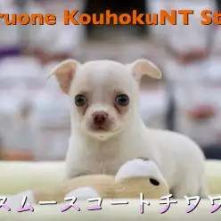 【 チワワ・スムース 】守ってあげたくなる犬種NO.1！ツルツルボディは堪らない触り心地です！港北NT店NO.311815