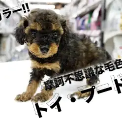 【 摩訶不思議 トイ・プードル 】超レアカラー！眉毛のあるトイ・プードルがやってきた！大倉山店No.6130745