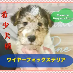 【 ワイヤーフォックステリア 】超希少！ワイヤー＆カーリーヘアーが特徴の美しきわんこ現る！ペッツワン城山店NO.118286