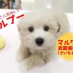 【 マルチーズ×トイプードル（MIX）】一番人気のミックス犬！その秘密は可愛さ・飼いやすさ・賢さ！！武蔵浦和店No.412730