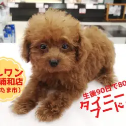 【 タイニープードル 】生後90日でたったの800g！可愛さもあわせ持った最カワプードル！ 武蔵浦和店No.412727