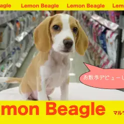 【 レモンビーグル 】社交性のお勉強デビュー!たくさん遊んだあとの寝顔必見!!大倉山店No.6130735