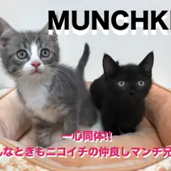 【 マンチカン兄×妹 】一心同体どんなときもニコイチの仲良しマンチ兄妹!!鶴見店No.713604＆713605