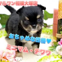 【 小さめ チワワ 】生後56日で体重523g!小さな身体のパワフルボーイ！癒されること間違い無し！マルワン相模大塚店No.814490