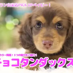 【 チョコタンダックス 】大人気カラー降臨！3つの魅力をご紹介！白楽店No.11592