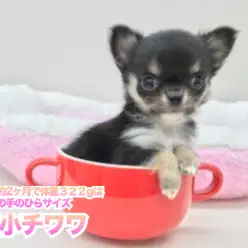 【 極小チワワ 】生後約2ヶ月で体重322gは驚きの手のひらサイズ 本羽田店No.512570