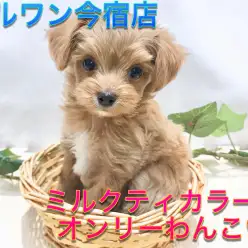 【 チワプー(MIX) 】生後70日で759g!オンリーわんなオリジナルポイントをご紹介!今宿店No.120138