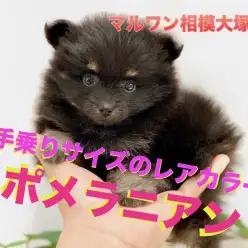 【 たぬき顔ポメラニアン 】ブラック＆タンのレアカラー！生後52日で553g！ 相模大塚店 No.814492