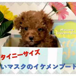 【 タイニーサイズ トイプードル 】生後60日で535g！！極小プードルでお探しならこの子で決まり！ペッツワン城山店NO.118287