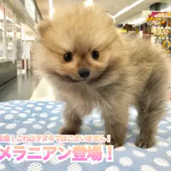 【 ポメラニアン 】閲覧注意！これはタヌキではございません！ 鶴見店No.713602