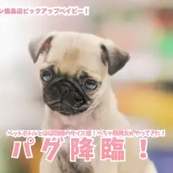 【 パグ 】ペットボトルとほぼ同じサイズ!ぺちゃ顔美女がやってきた!梅島店No.119134