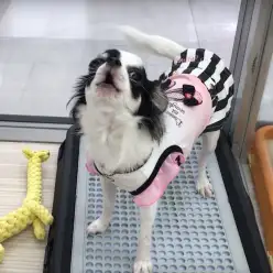 【パピー紹介企画】芸達者が集結！本羽田店M-1グランプリ！