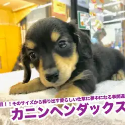 【カニンヘンダックス】注目！！そのサイズから繰り出す愛らしい仕草に夢中になる事間違いなし！！