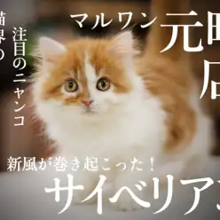 【 サイベリアン 】新風が巻き起こった！2019年の猫界の美しき新王者はこの子で決まり！