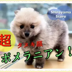 【超タヌキ顔 ポメラニアン】最強クラス登場!城山と言えばやっぱりタヌキポメでしょ!