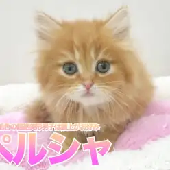 【 ペルシャ 】希少な毛色の超絶美形男子は膝上がお好み