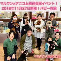 【11/27パピー教室】相模大塚店パピー教室レビュー！マルワン×アニコム損保合同イベント！