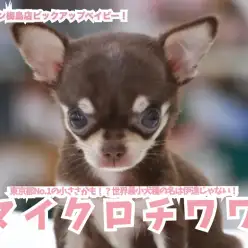 【マイクロチワワ】東京都No.1の小ささかも！？世界最小犬種の名は伊達じゃない！