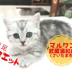  【 ミヌエット 】肢長4cm！2018年最後の短足プリンセス！