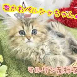 【 ペルシャ 】 チンチラゴール度が美しい極上キャット登場！！