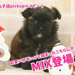 【MIX】可愛いがギュッと詰まったころりんボディ！癒し系MIXちゃん。