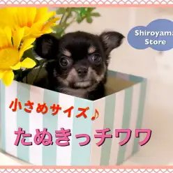 【 小さめチワワ 】可愛さウルトラ級！マズルの短いたぬきっチワワ!