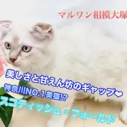 【 スコティッシュ・フォールド 】雪の様な美しさと甘えん坊なギャップがたまらない神奈川No.1垂れ耳美ニャンコ！