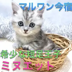 【ミヌエット】超希少!神奈川NO1短足のハイブリット猫種の爆速レビュー!