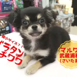 【ブラタンチワワ】生後90日で733g！！マイクロサイズも夢じゃない？！