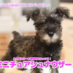 【 ミニチュア・シュナウザー 】大人気カラー＆理想的なルックス！超甘えん坊やは癒やしになることが間違いなし！