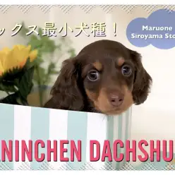 【 極小ダックスフント 】遂に来た！！ダックス最小犬種のカニンヘン