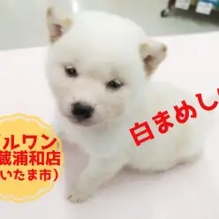 【 豆柴犬 】希少！生後50日で881g！白いまめ柴！