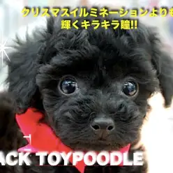 【 ブラックトイ・プードル 】アニメの世界から登場？クリスマスイルミネーションを凌駕するダイヤモンドダスト級の瞳！
