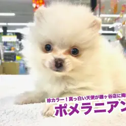 【 ポメラニアン 】珍カラー!真っ白い天使が鎌ヶ谷店に降臨!!