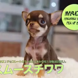 【スムースチワワ】注目度MAX！チョコレートカラーのスムチが登場！性格は超甘えん坊！？