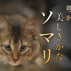 【 美・ソマリ 】必見！異次元の美しさを持つソマリ