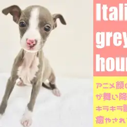 【 イタリアングレーハウンド 】ずば抜けの可愛さに胸キュン注意!アニメ顔の天使が舞い降りた!!