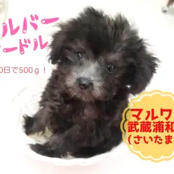【 シルバープードル 】生後60日で504g！シルバーカラーのタイニープードル！！