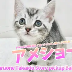 【 アメリカンショートヘア 】トキメキ注意報発令!甘いルックスと懐っこさは必見!