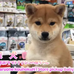 【 柴犬 】正統派!ヤマトナデシコの柴ちゃん