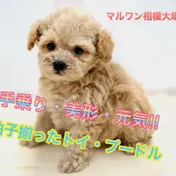 【 トイ・プードル 】手乗りサイズの元気っ子！タイニーサイズの癒し系